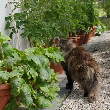 山林小屋 Przylesie21 乌斯特卡