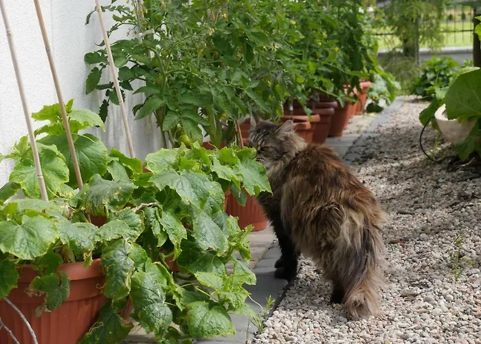 بيت خشبي Przylesie21 أوستكا